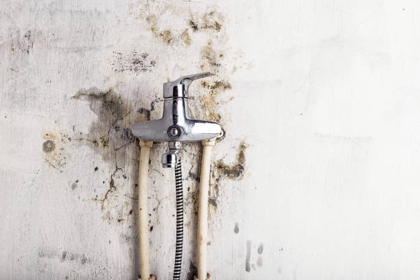 Best DIY Mold Remediation Support Services in Wilder, ID