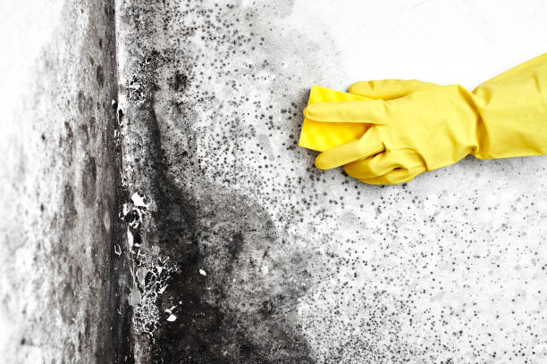 Best Mold Testing and Inspection Services in Wilder, ID