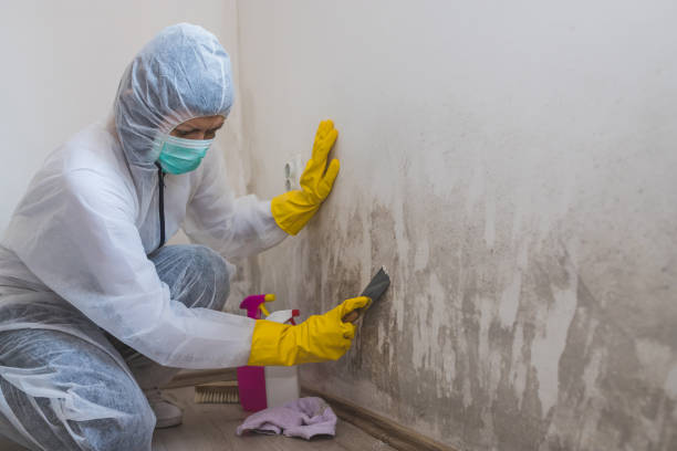Professional Mold Remediation in Wilder, ID