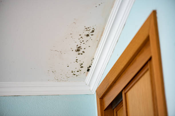 Best Industrial Mold Remediation in Wilder, ID