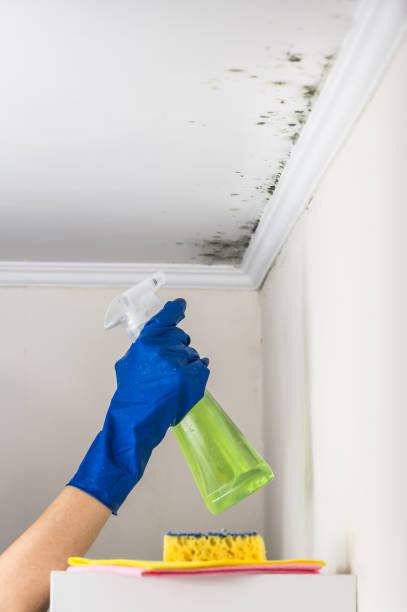 Best DIY Mold Remediation Support Services in Wilder, ID
